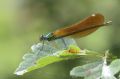 Calopteryx virgo